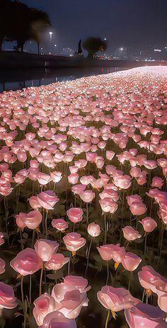 Echoes of the Blooming Dawn